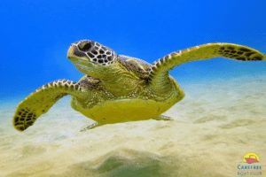 Carefree Boat Club CBC-turtle  