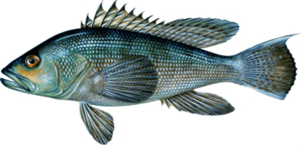 black-sea-bass - Carefree Boat Club