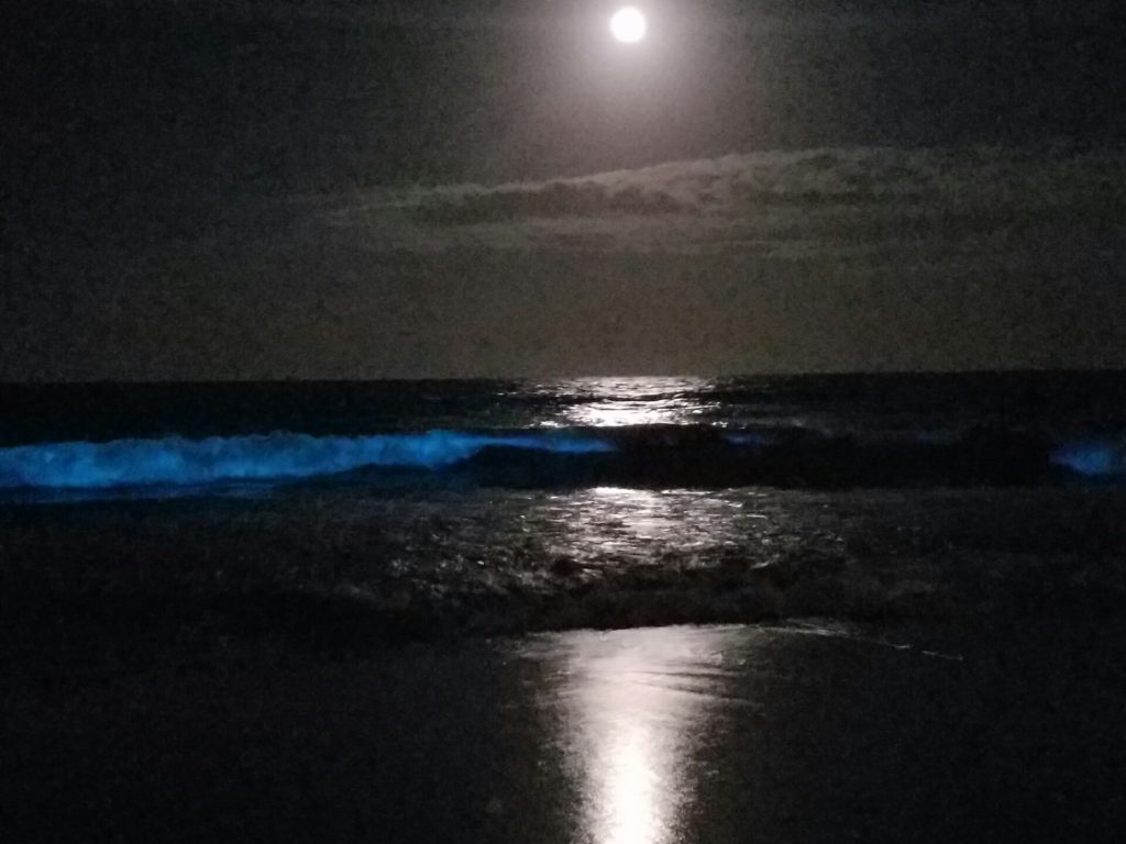Bioluminescent Waves in Virginia Beach Carefree Boat Club