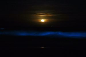 Carefree Boat Club Bioluminescent Waves in Virginia Beach  