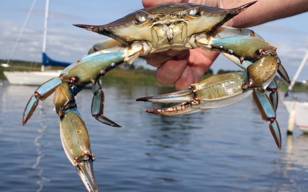 Crazy for Crabbing in the Bay - Carefree Boat Club