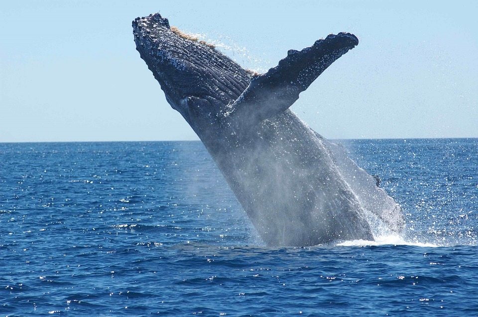 whale watching cruise va beach
