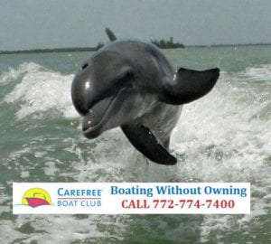 Carefree Boat Club Dolphin-Jumping  