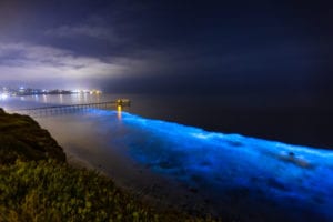 Bioluminescent Sightings in the Atlantic and Lower Chesapeake