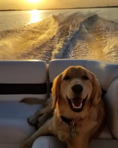 Boating Dog at sunset