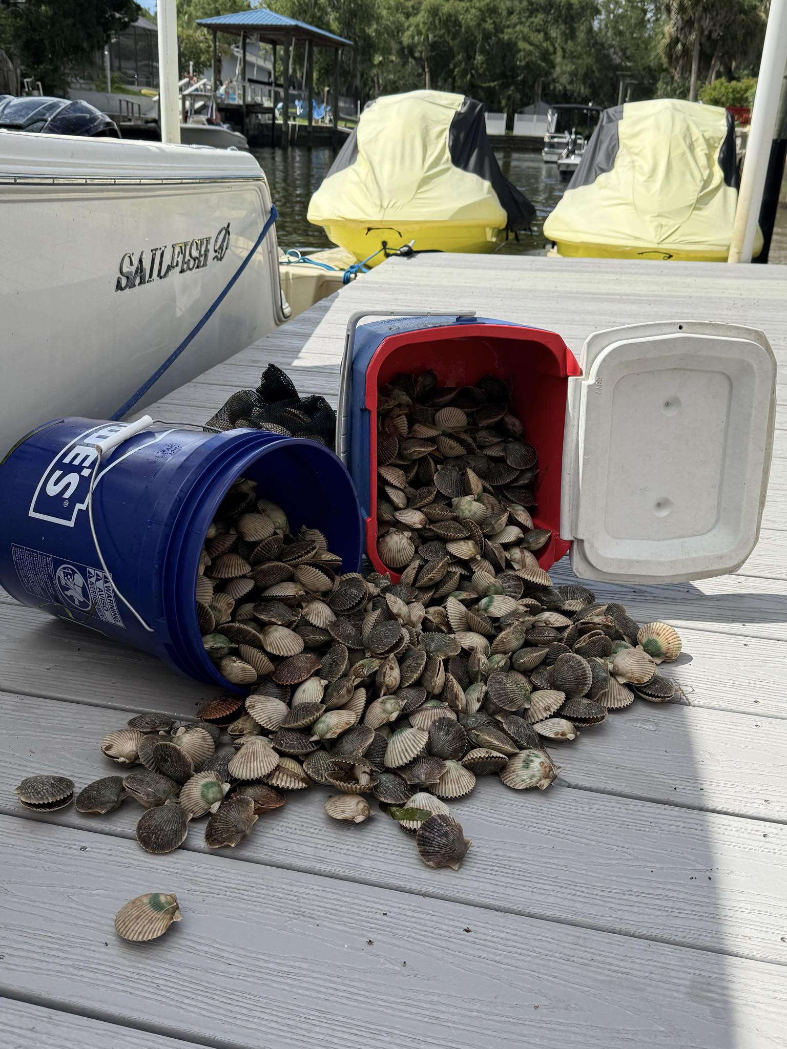 Dive Into Florida’s Favorite Summer Tradition: Scalloping in Crystal River