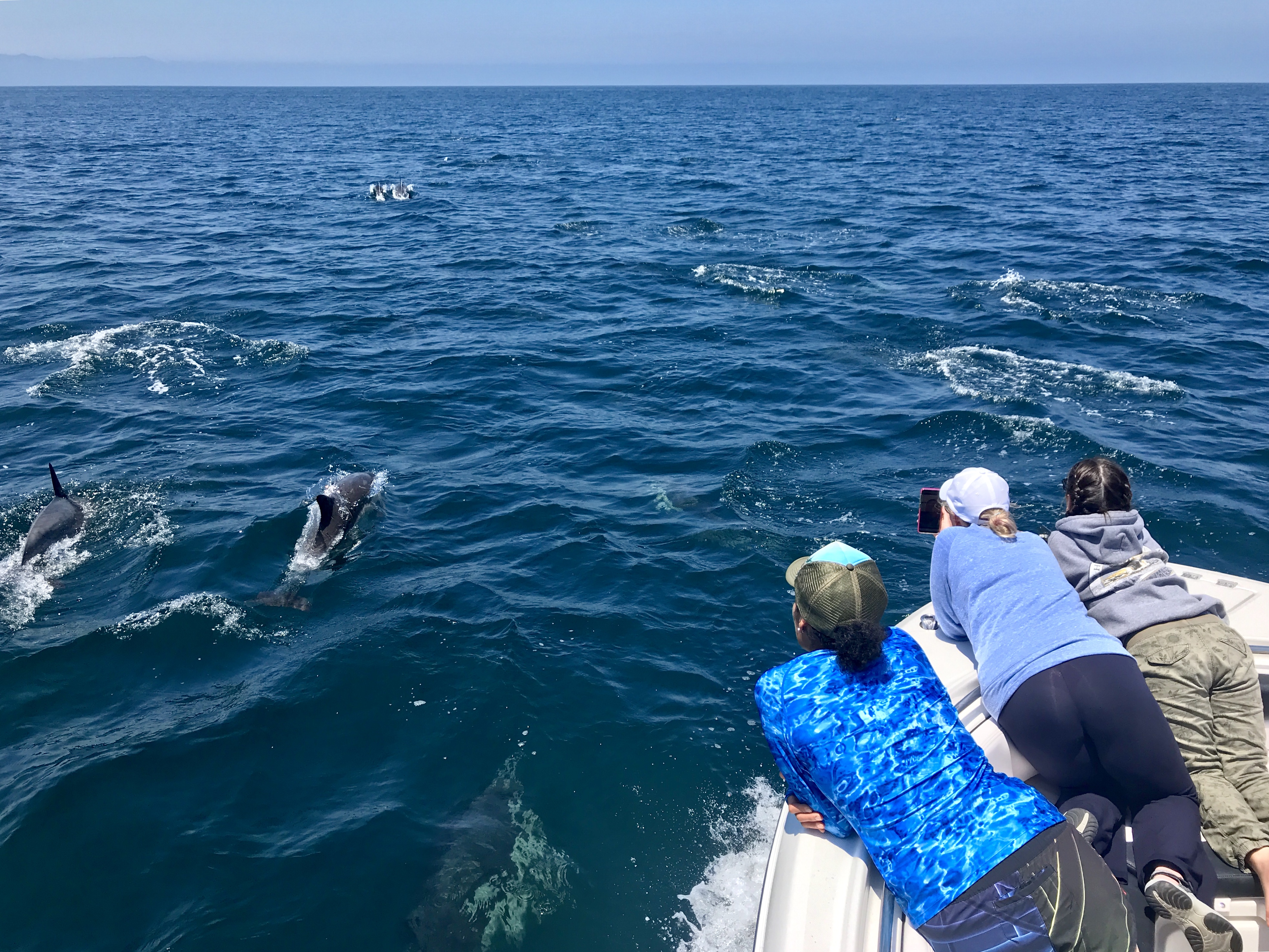 Dolphin watching