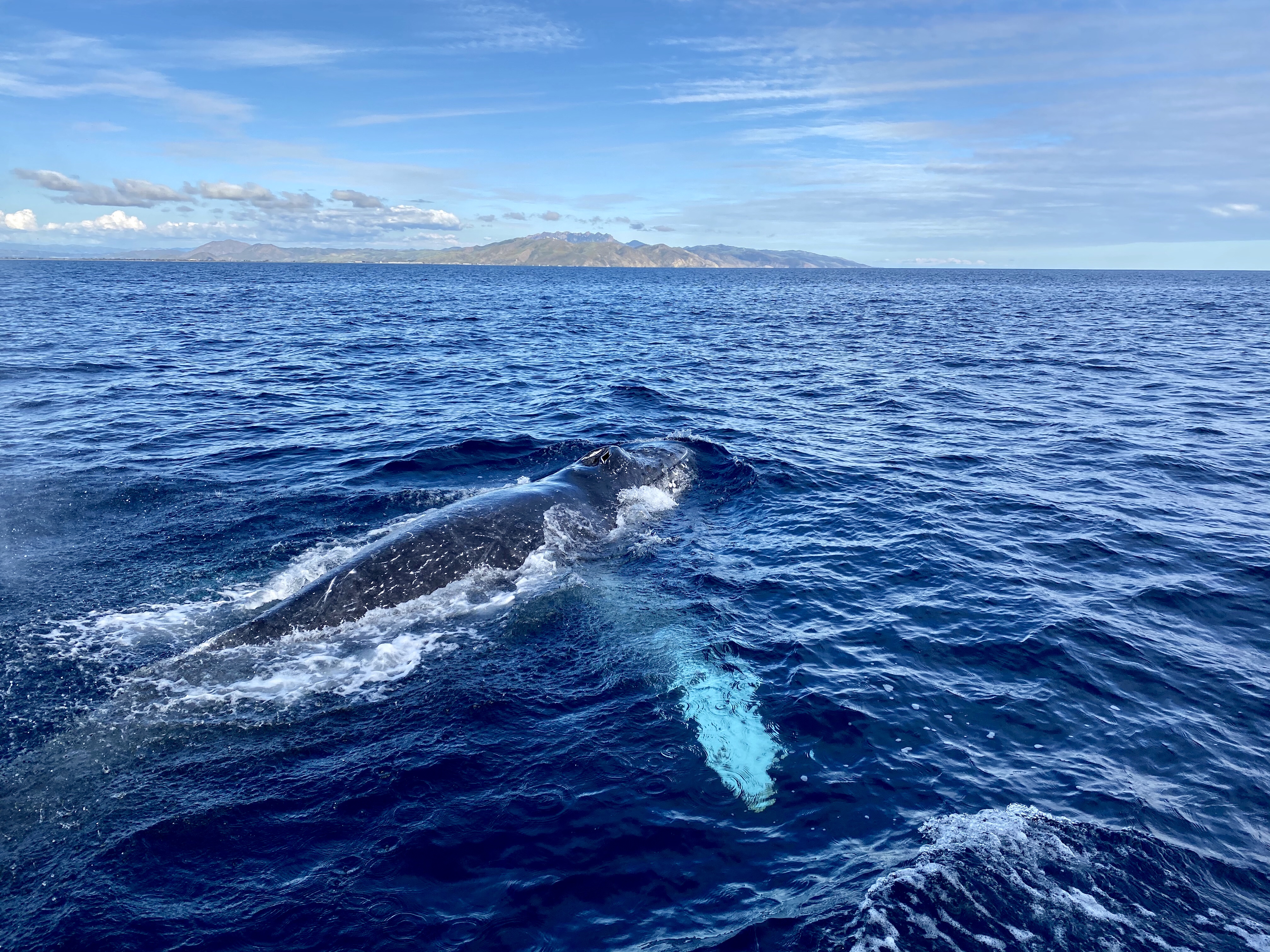 Search for whales