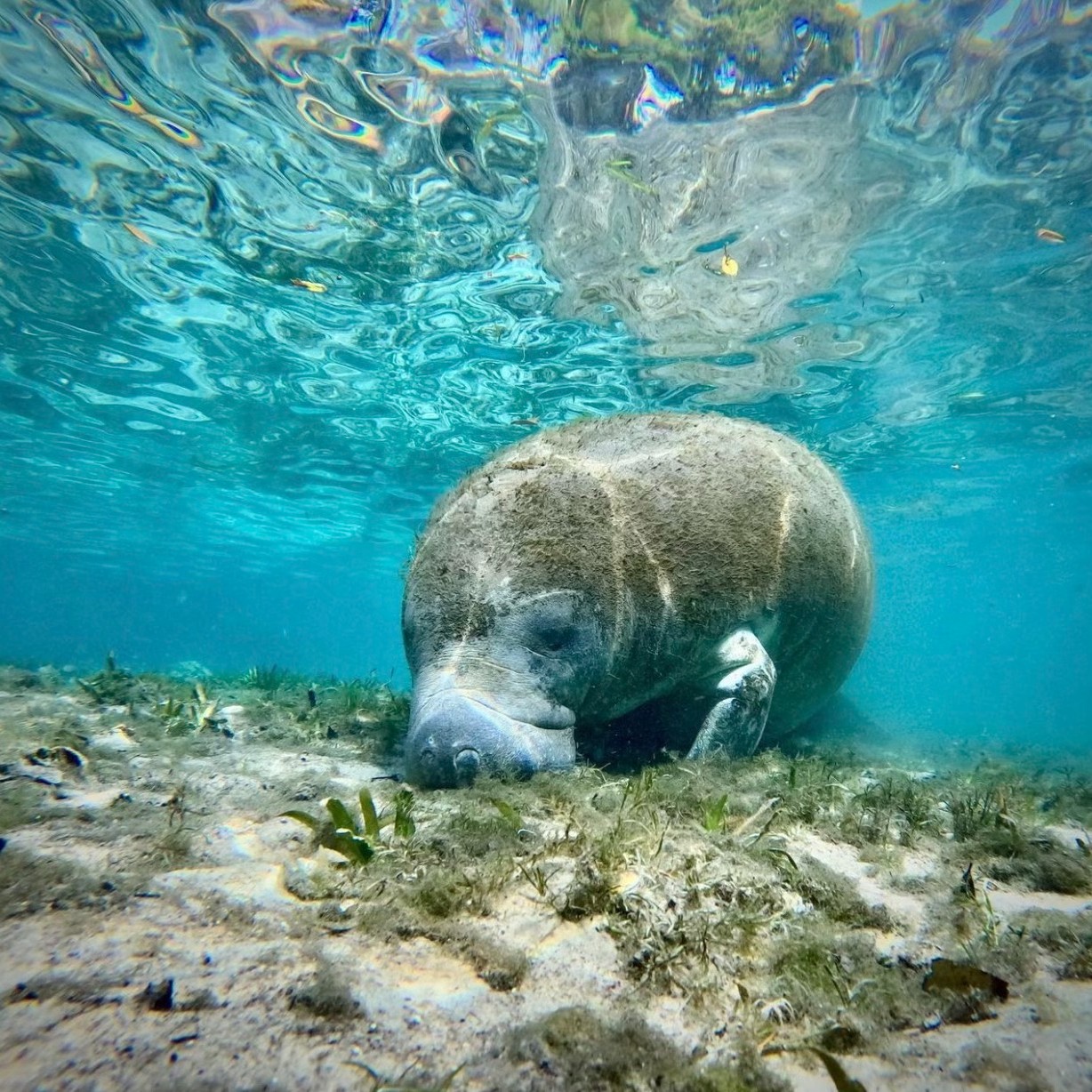 Meet the Manatees—Face to Face in Crystal River