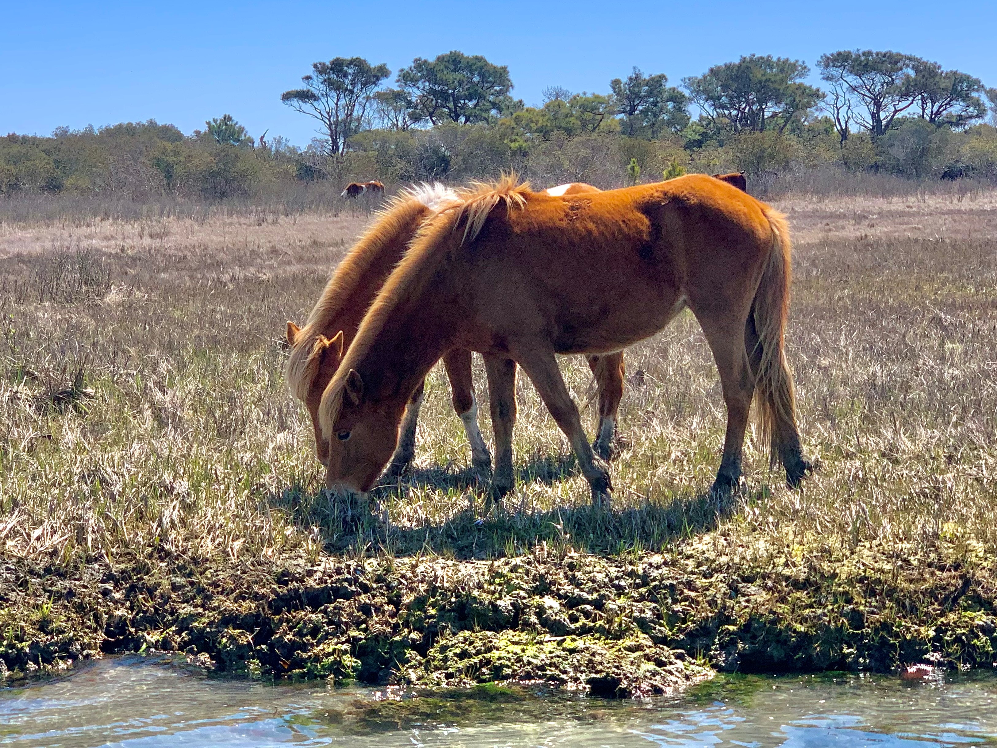 https://carefreeboats.com/wp-content/uploads/2025/08/ponies-Copy.jpg