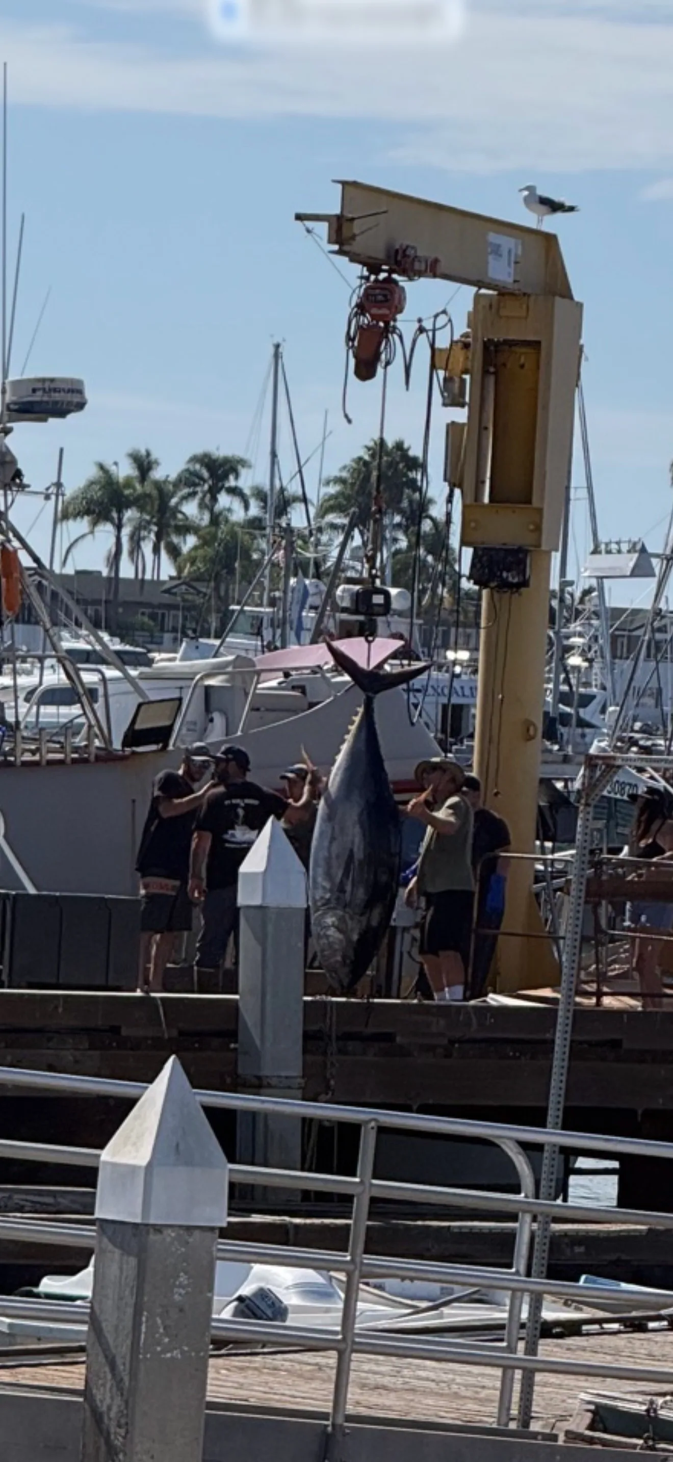 500-pound bluefin tuna on the hoist at Point Loma, photographed from the Carefree Boat Club dock